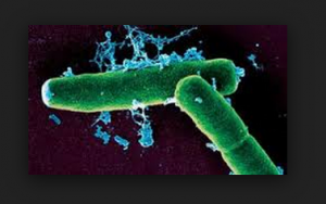 Bacillus Anthracis