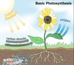 Photosynthesis