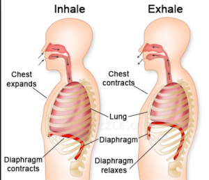 Role Of Diaphragm