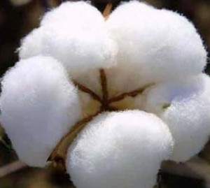 cotton