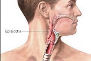 epiglottis