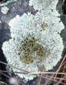 lichens