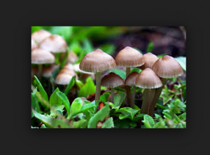 mushrooms