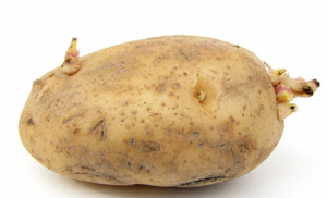 potato