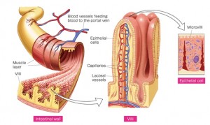 villi