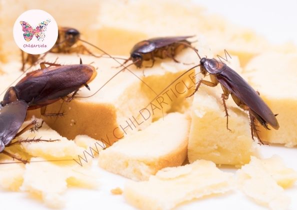 How To Remove Cockroaches From Restaurant | ChildArticle