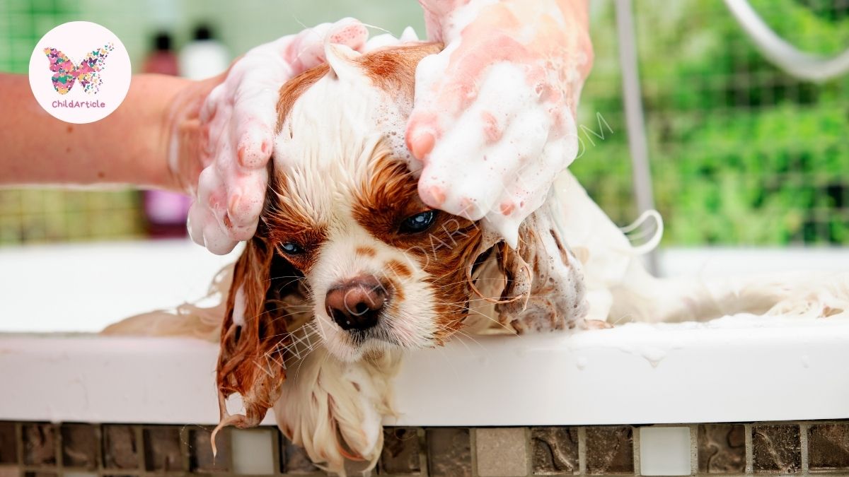 Can I Use Human Shampoo On My Dog | ChildArticle