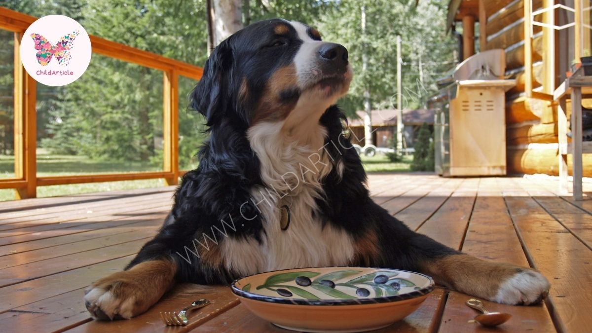 The Best Dog Food For Allergies | ChildArticle